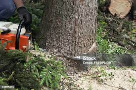 How Our Tree Care Process Works  in  Rheems, PA