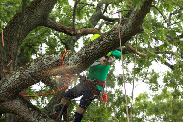 Best Leaf Removal  in Rheems, PA