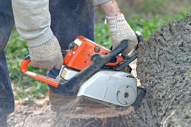 Best Lawn Renovation and Restoration  in Rheems, PA